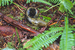 Banana Slug
