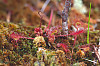 Round-leaf Sundew