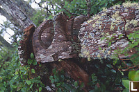Head Of Lying Down Totem