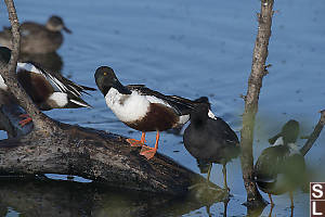 Northern Shoveler Preening