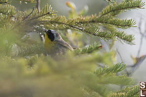 Common Yellowthroat Still Wet