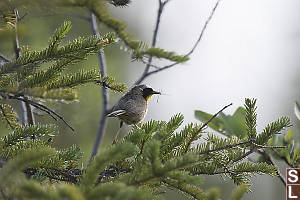 Common Yellowthroat With Insect