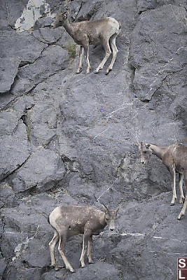 Bighorn Sheep On Rock Face