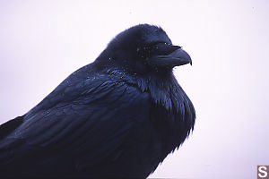 Raven Looking Aside
