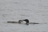 Common Loon With Chick