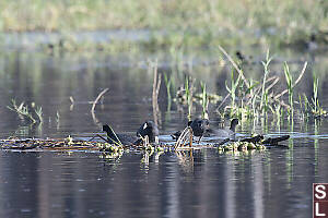 American Coot With Common Moorhen