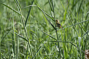 Beldings Yellowthroat Female