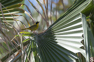 Beldings Yellowthroat