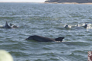 Bottlenose Dolphins Swimming Towards Us