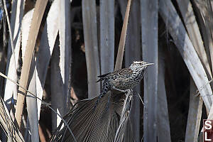 Cactus Wren
