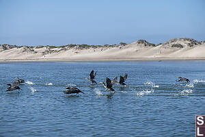 Cormorants Taking Off