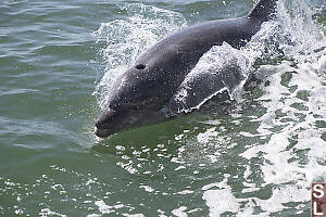 Dolphin Exhale Phase