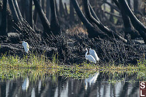 Egrets With Fire Burnt Palm Trees
