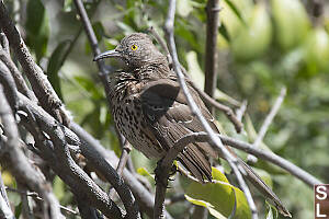Gray Thrasher