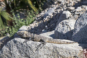Iguana In Sun