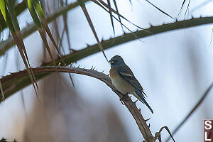 Lazuli Bunting On Frond