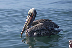 Mature Pelicans