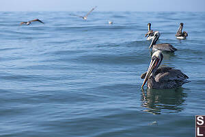 Pelicans Hoping For Hand Outs