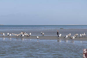 Reddish Egret With Seagulls
