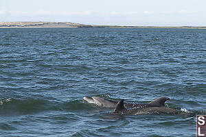 Sand Dunes With Bottlenose Dolphins