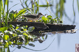 Spotted Sandpiper