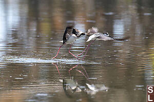 Stilts Getting Airborne