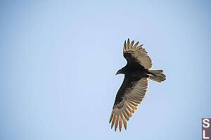 Turkey Vulture Overhead