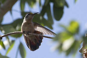Xantus Hummingbird Stretching