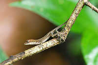 Slender Anole