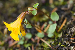 Yellow Monkey Flower