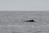 Humpback Dorsal Fin