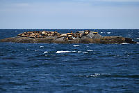 Small Rock Covered In Sealions