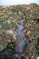 Tide Pool In Crack