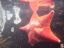 Bat Star Just Under Surface