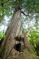 Culturally Modifed Cedar