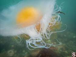 Egg Yolk Jellyfish
