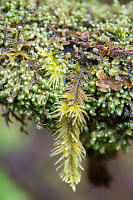 Mixed Mossed On Branch