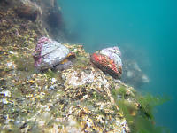 Two Red Turban Snails