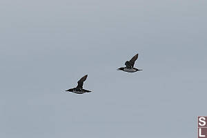 Common Murre Flying By