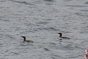 Common Murre On Water