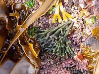 Sea Staghorn On Rock