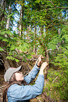 Nara Eating Huckleberries