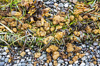 Sea Cauliflower At High Tide