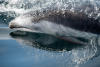 Pacific White-sided Dolphin