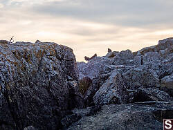 Black Turnstones With Sunset