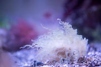 Corkscrew Tentacles On Anemone