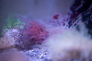 Red Anemone