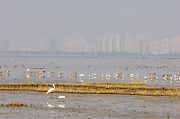 Birds With Shenzen Behind