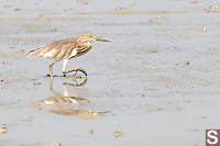 Chinese Pond Heron