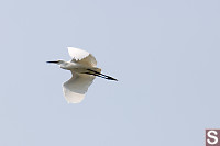 Egret Flying